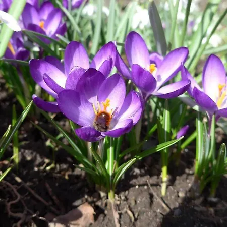 Altes Direktorenhaus Seidenfabrik * מונשאו