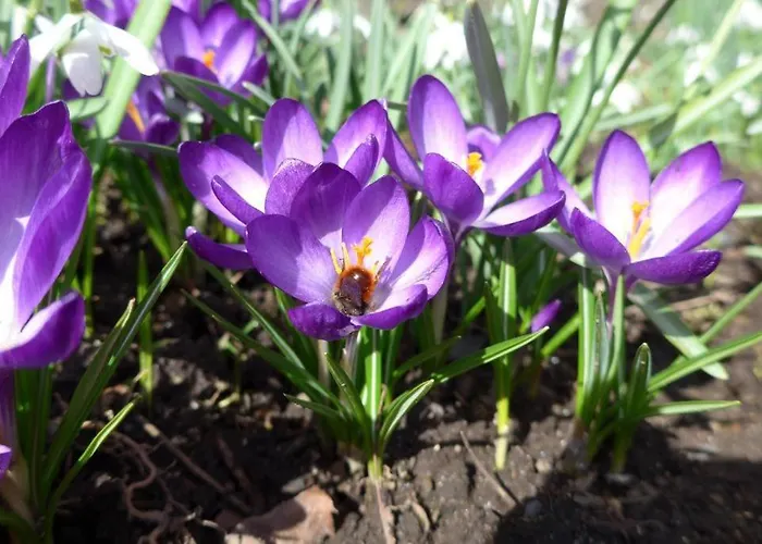 Altes Direktorenhaus Seidenfabrik * מונשאו